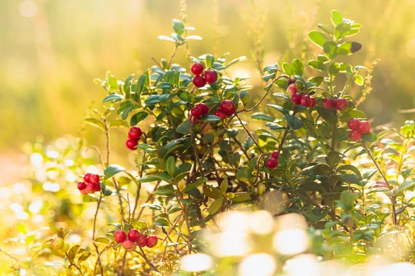 Myrtille rouge, airelle rouge ou mûre de perdrix en forêt, naturel b — Photo