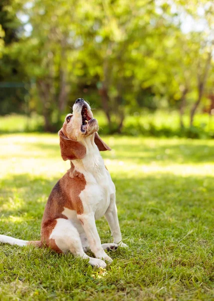 Barking beagle i sommarträdgård. — Stockfoto