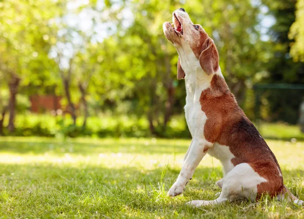 Barking beagle in summer garden. — Stock Photo, Image