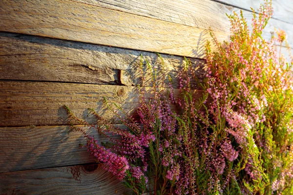 素朴な木製の背中にピンクのヘザー(カルナ・ブルガリス)を咲かせる — ストック写真