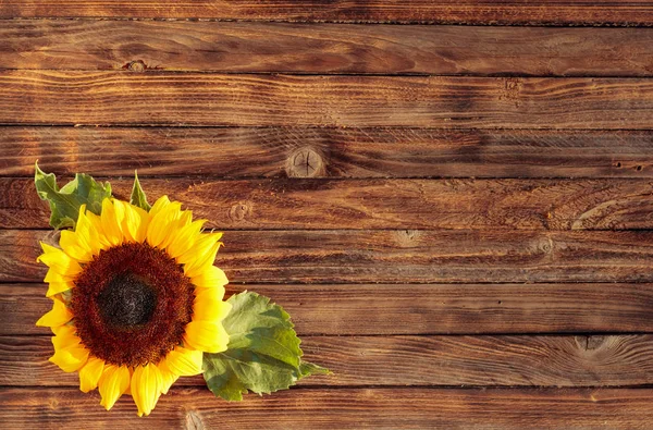 Blooming sunflowers on a rustic wooden background, overhead view — Stock Photo, Image