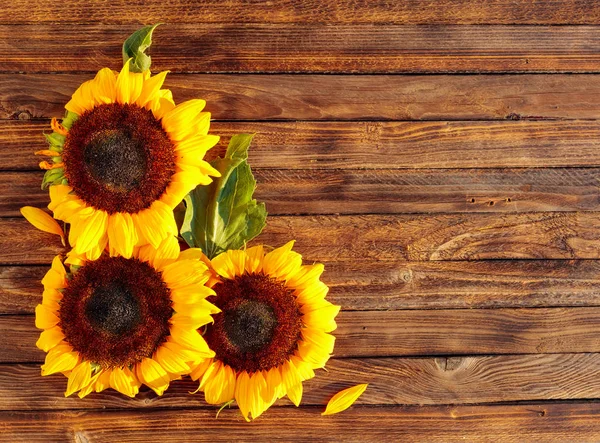 Kvetoucí slunečnice na rustikálním dřevěném pozadí, stropní výhled — Stock fotografie
