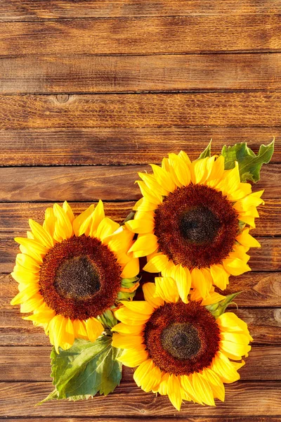 Blühende Sonnenblumen auf rustikalem Holzgrund, Blick über den Kopf — Stockfoto