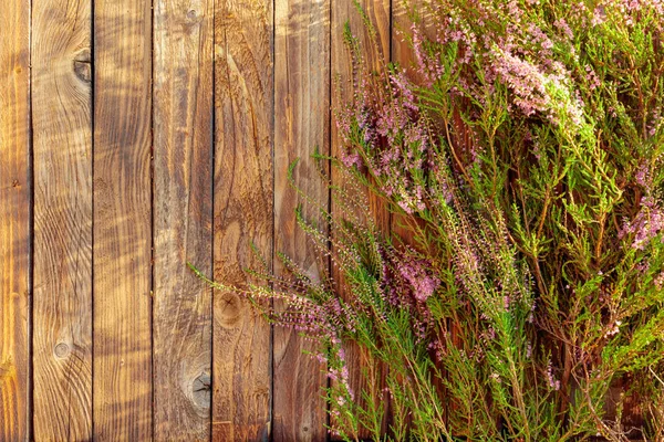 Brezo rosado floreciente (calluna vulgaris) sobre una espalda de madera rústica — Foto de Stock