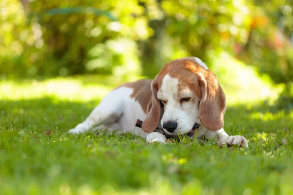 Playful beagle dog biting a wood stick on a grass in garden. — Stock Photo, Image