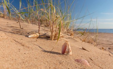 Yaz plaj tropikal bir cennet.