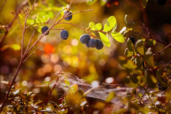 Arándanos maduros frescos en una rama en el bosque . — Foto de Stock