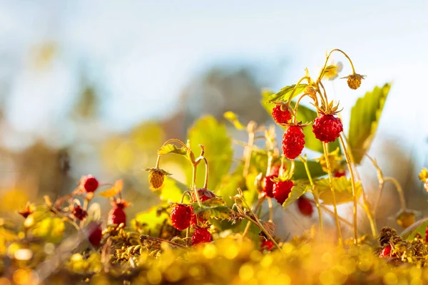 Wilde aardbeien bij zonsondergang in bos. — Stockfoto