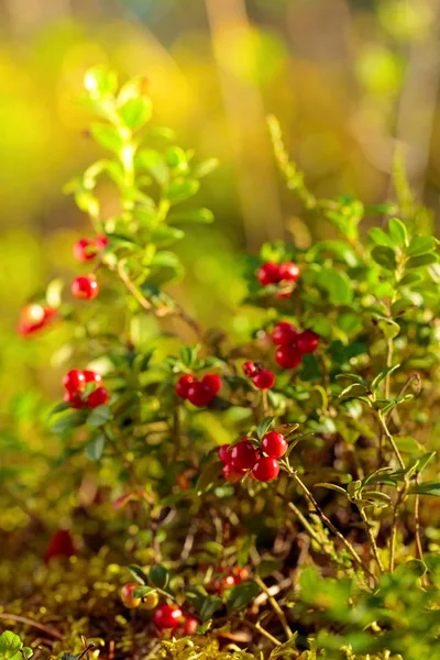Red cowberry, lingonberry or partridgeberry in forest, natural b — Stock Photo, Image