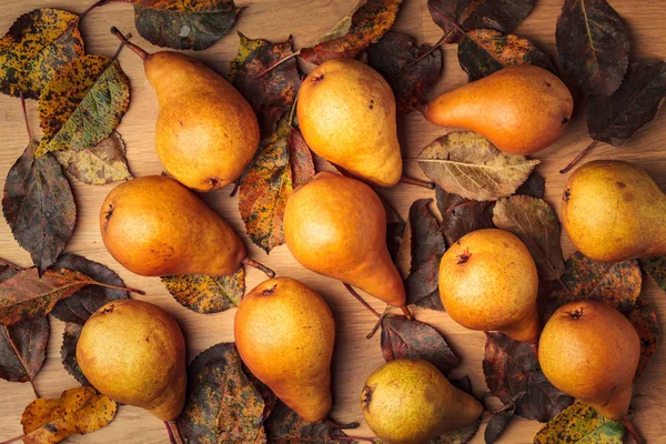 Saftigt mogna päron med torkade blad — Stockfoto