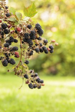 Böğürtlen bahçede yetişir. 