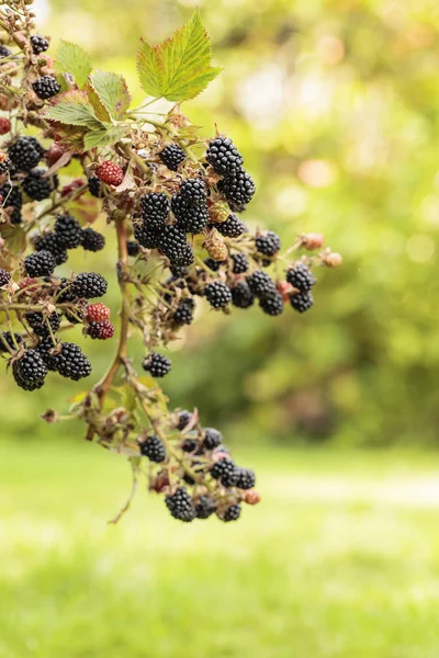 Böğürtlen bahçede yetişir. 