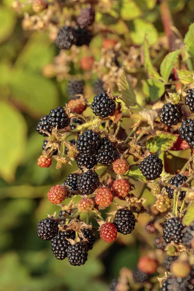 Bush of blackberry in garden on sunrise.