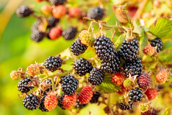 Gün doğumunda bahçede böğürtlen Çalısı. 