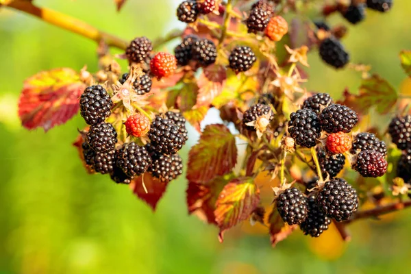 Bush of blackberry in garden on sunrise. — Stock Photo, Image