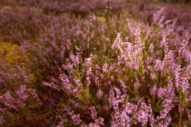 Çiçekaçan mor fundalık. 
