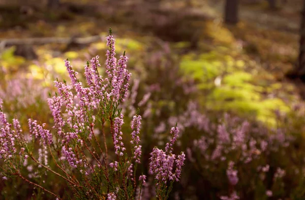 Bruyère pourpre en fleur . — Photo