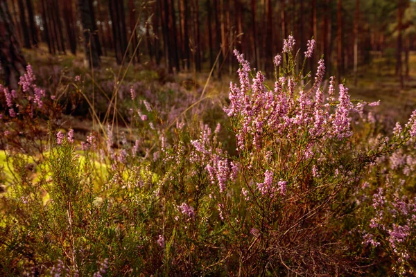 Paarse Heide in bloei. — Stockfoto