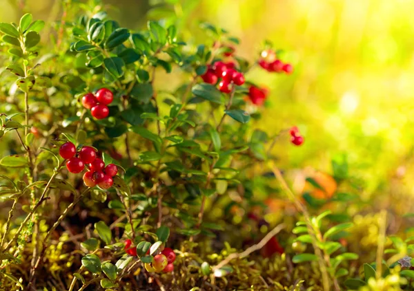 Rode cowberry, lingonberry of partridgeberry in bos, natuurlijke b — Stockfoto