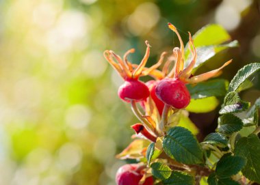 Çalılıkta bir köpek gülünün meyveleri. Yabani güllerin meyveleri. 