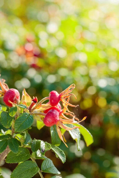 灌木丛中的一只狗玫瑰的浆果。野玫瑰的果实. — 图库照片