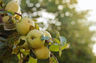 Ağaçtaki yeşil elmalar. 