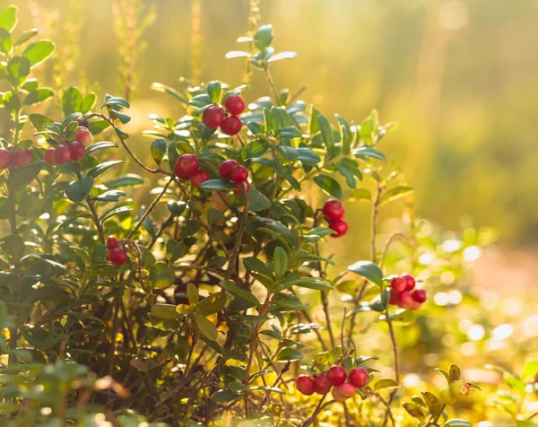 Rudovina, lingonůvka nebo partridgeberry v lese, přirozený b — Stock fotografie