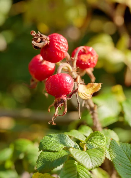 Beeren einer Heckenrose auf einem Gebüsch. Früchte von Wildrosen. — Stockfoto