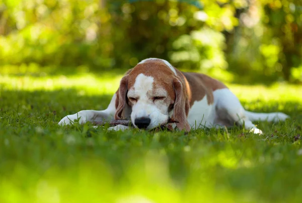 Cane beagle giocoso che morde un bastone di legno su un'erba in giardino . — Foto Stock