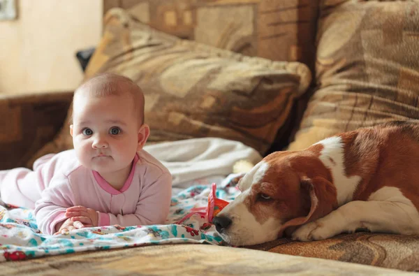 Маленька дівчинка з собакою — стокове фото