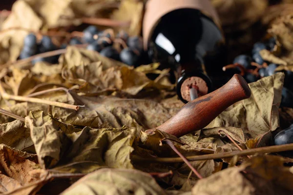 Bottle of red wine with corkscrew. On a table dried vine leaves — Stock Photo, Image