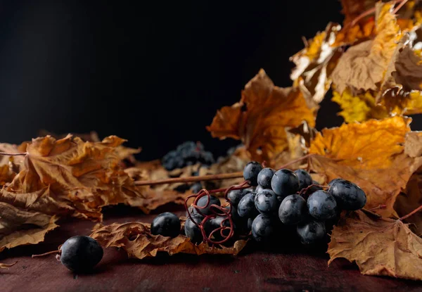 Sušené vinné listy a modré vinné hrozny. — Stock fotografie