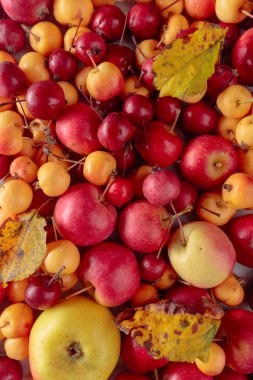 Red and yellow ripe wild apples with dried up leaves.  clipart