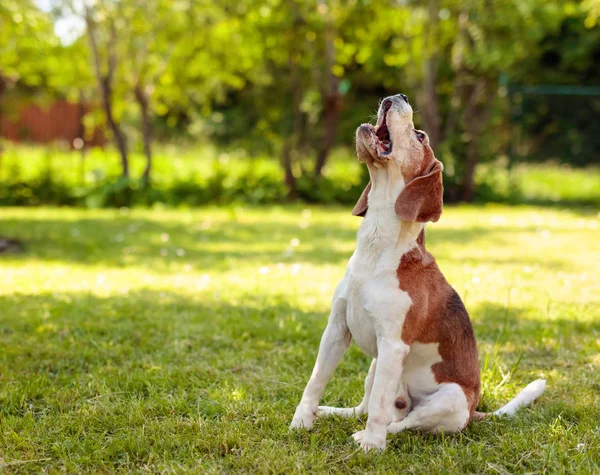 Barking beagle in zomertuin. — Stockfoto