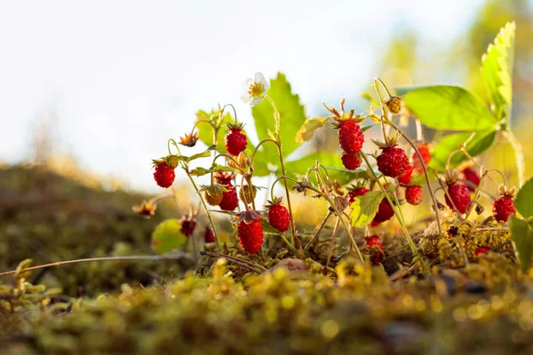 Wild strawberries at sunset in forest. — Stock Photo, Image