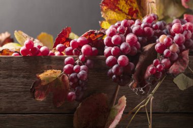 Üzüm üzüm yaprakları ile.