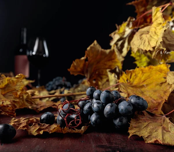 Foglie di vite essiccate e uve blu . — Foto Stock