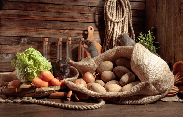 Rats Old Wooden Table Vegetables Kitchen Utensils — Stock Photo, Image