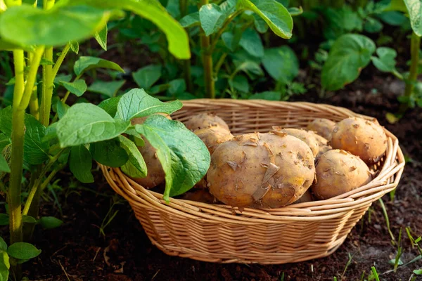 Natuurlijke Groente Verse Landbouw Voedsel Rauwe Aardappel Mand Een Bed — Stockfoto