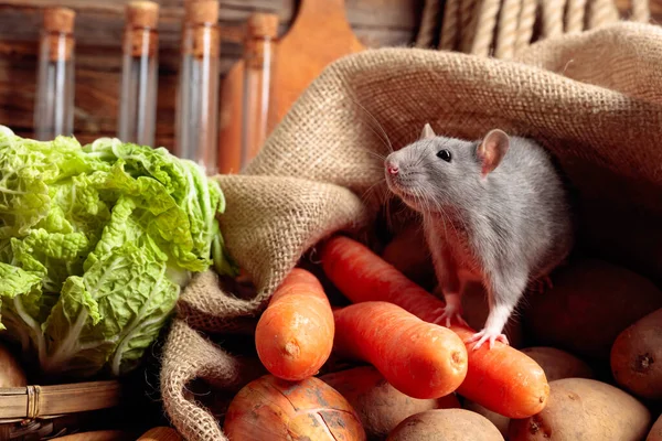 Rato Uma Mesa Madeira Velha Com Legumes Utensílios Cozinha — Fotografia de Stock