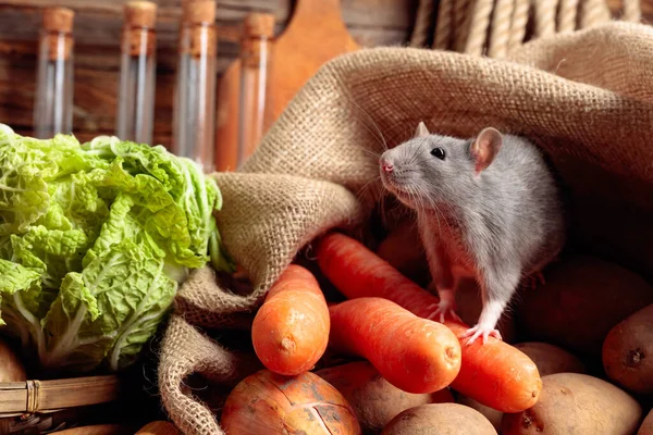 Rat Old Wooden Table Vegetables Kitchen Utensils — Stock Photo, Image