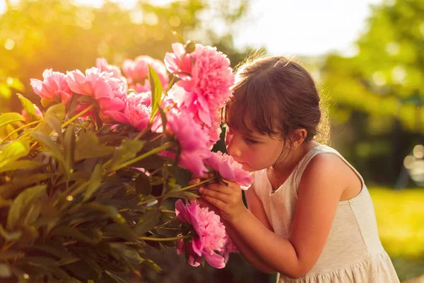 Menina Jardim Com Peônias Cor Rosa Noite Verão Jardim Férias — Fotografia de Stock