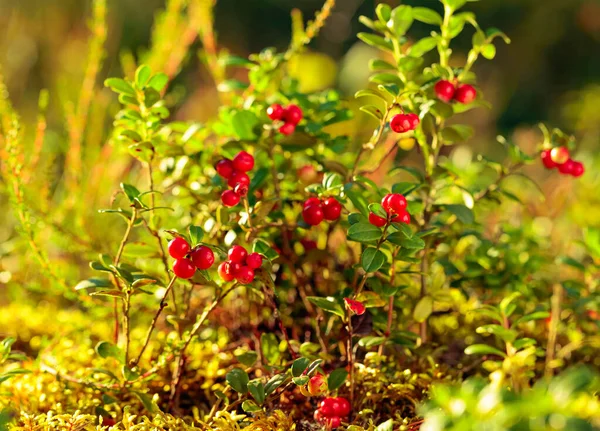 Rode Cowberry Lingonberry Patrijs Bos Natuurlijke Achtergrond Belangrijkste Bron Van — Stockfoto