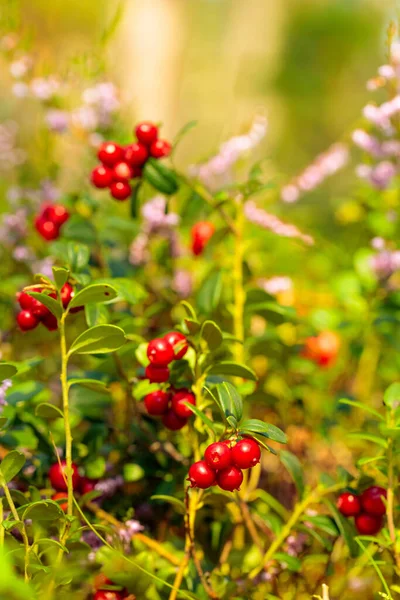 Cowberry Rojo Arándano Partridgeberry Bosque Principal Fuente Vitaminas Invierno Creciendo — Foto de Stock