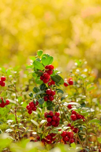 Cowberry Rojo Arándano Partridgeberry Bosque Principal Fuente Vitaminas Invierno Creciendo — Foto de Stock