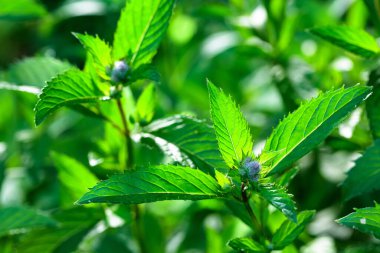 Bahçedeki yatakta nane şekeri açıyor..