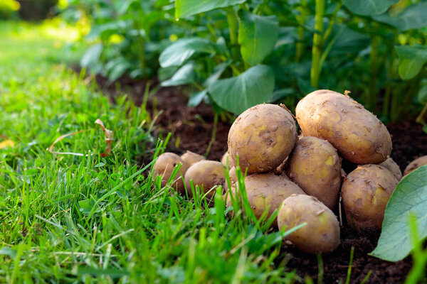 Сырой картофель на кровати. Сельское хозяйство. 