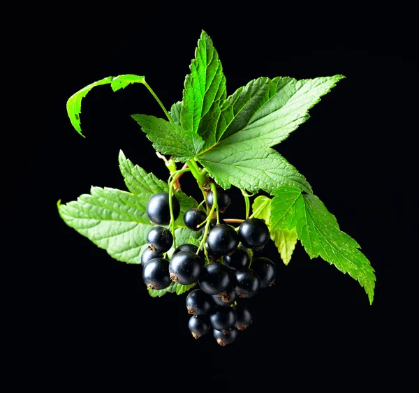 Branch of black currant  with leaves and ripe juicy berries on a black background.