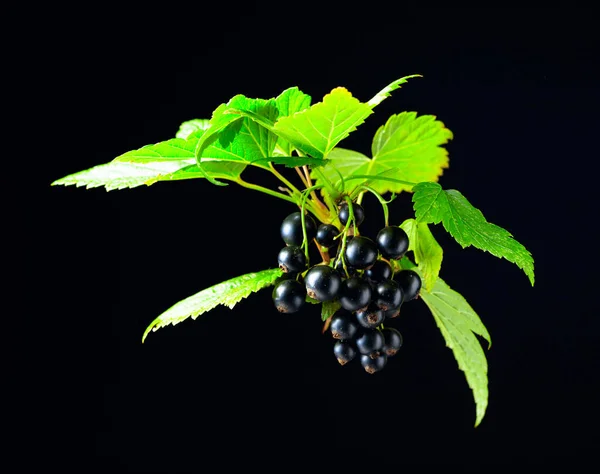Branch of black currant  with leaves and ripe juicy berries on a black background.