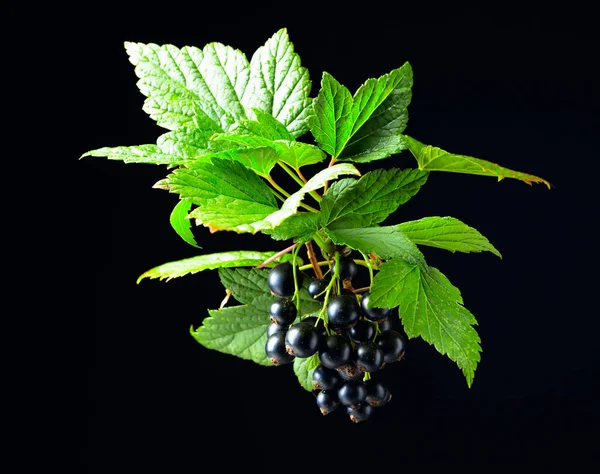 Yapraklı Siyah Frenk Üzümü Dalı Siyah Arka Planda Olgun Meyveler — Stok fotoğraf